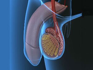 varicocèle et douleur dans les testicules lors de l'excitation